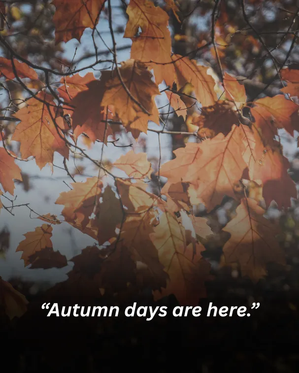 Autumn days are here.