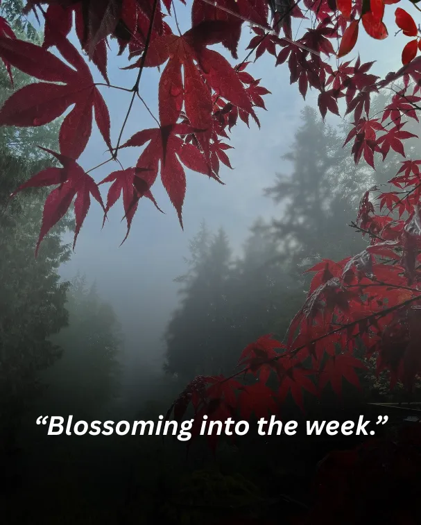 “blossoming into the week.”
