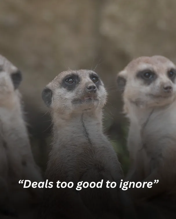 “deals too good to ignore”