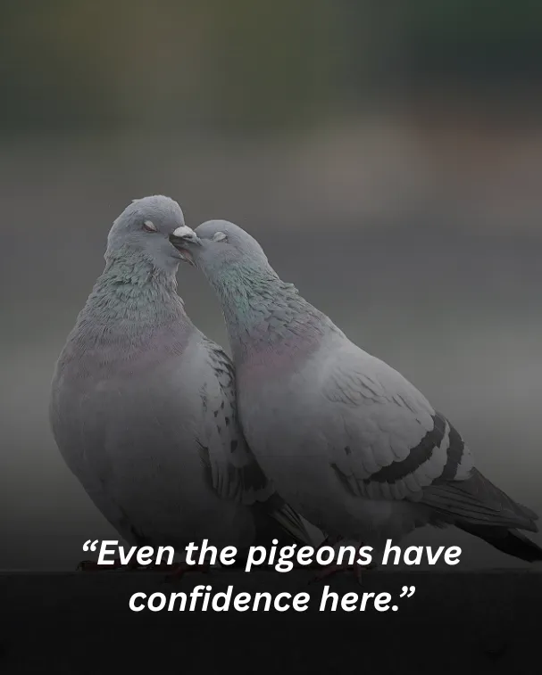 Even the pigeons have confidence here.