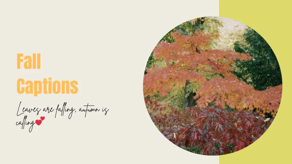 Fall Captions