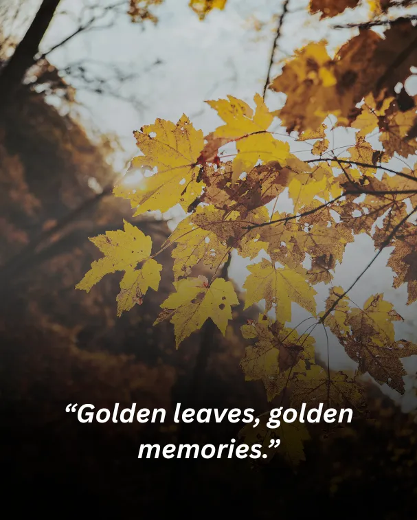 Golden leaves, golden memories.