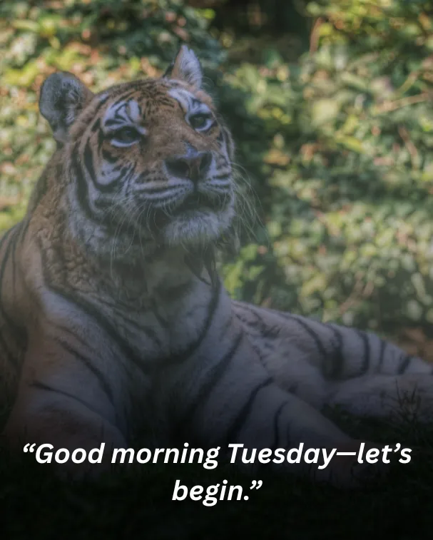 “good morning tuesday—let’s begin.”