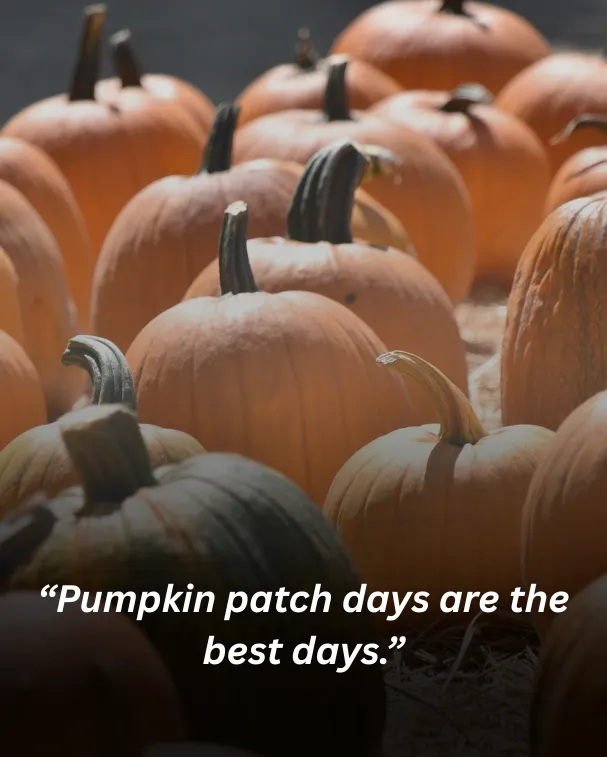 Pumpkin patch days are the best days.