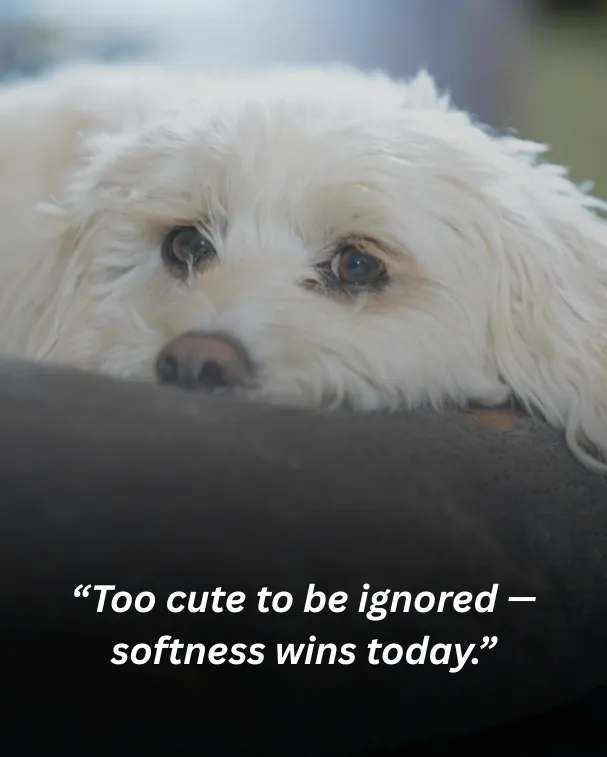 Too cute to be ignored — softness wins today.