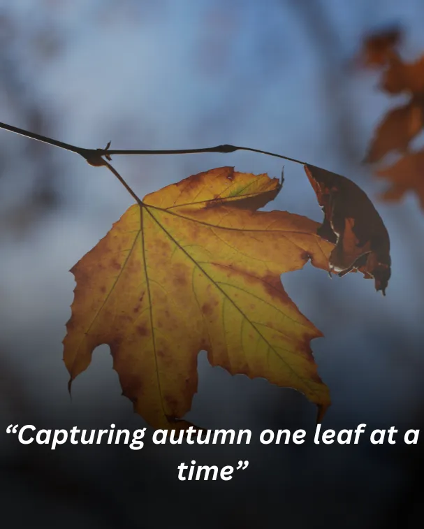 Capturing autumn one leaf at a time