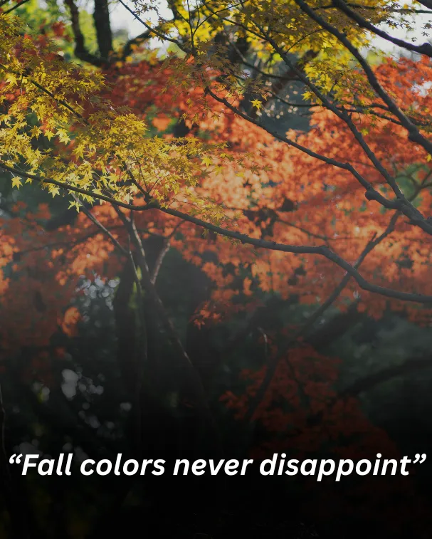 Fall colors never disappoint