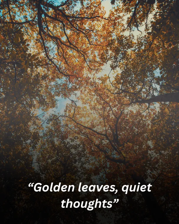 Golden leaves, quiet thoughts