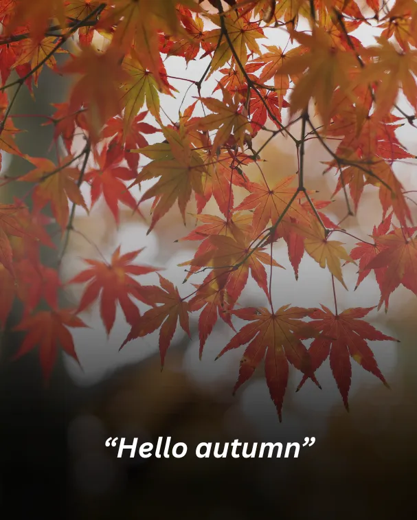 Hello autumn