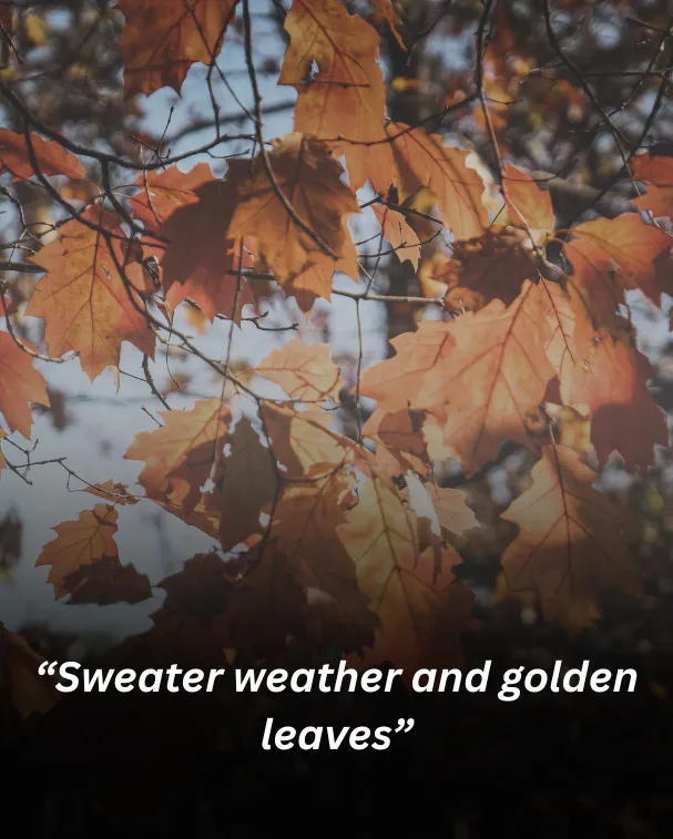 Sweater weather and golden leaves