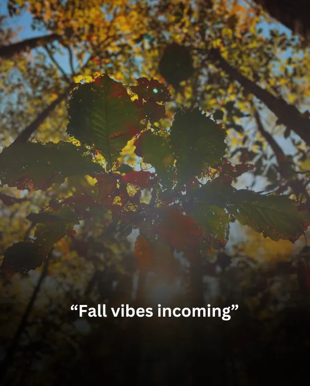 Fall vibes incoming