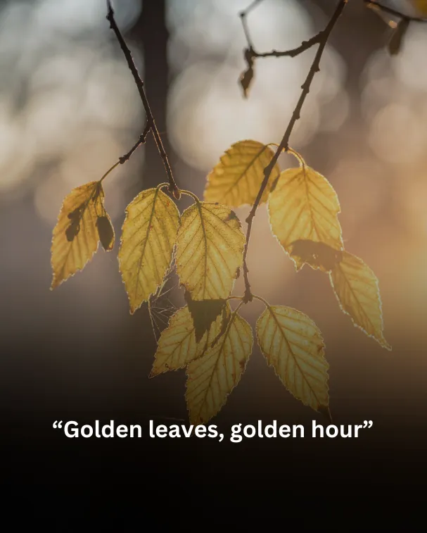 Golden leaves, golden hour