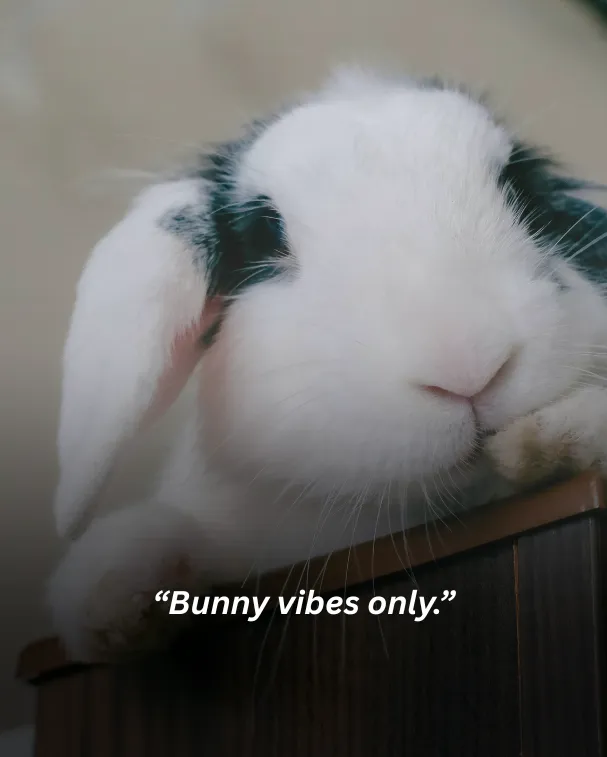 Bunny vibes only.