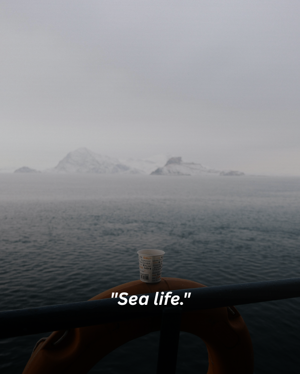 Sea life.