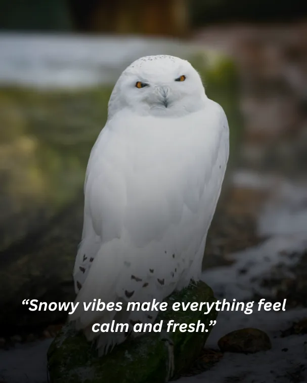 Snowy vibes make everything feel calm and fresh.