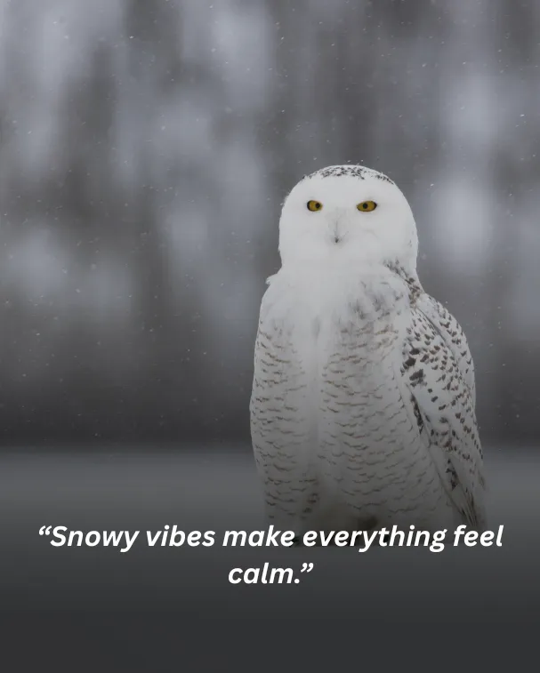 Snowy vibes make everything feel calm.